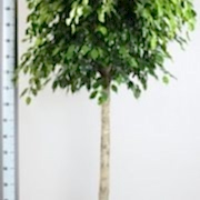 180 cm