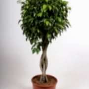 180 excotica
