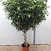 200 cm
