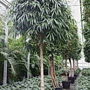 alii 400 cm