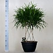 anita 100 cm