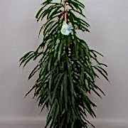 ficus Alii 140