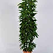 ficus amstel 180