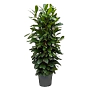 Ficus cyathistipula 150