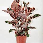 ficus elastica belize kauçuk 110