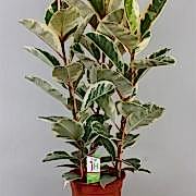 ficus elastica tineke kauçuk 90