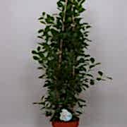 ficus microcarpa 150 cm