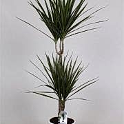 marginata 100 cm