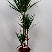 marginata 120 cm