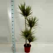 marginata bicolor 150