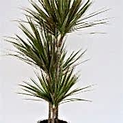 marginata bicolor