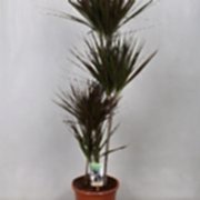 marginata magenta 140