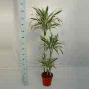 White stripe 150